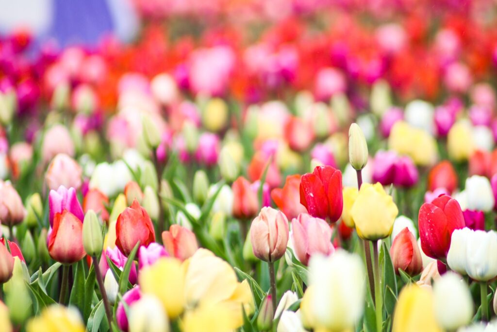 Bloemen Bollenstreek